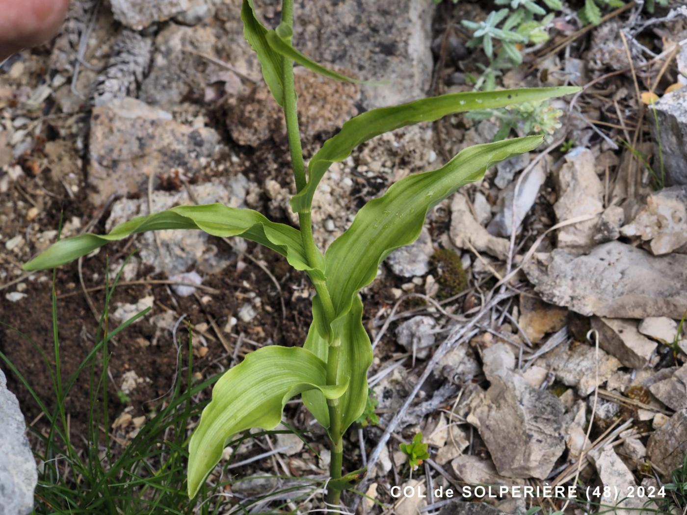 Helleborine, Narrow-lipped leaf